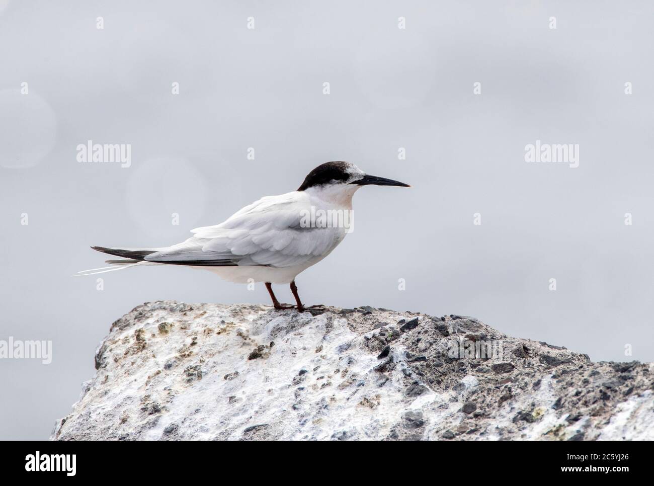 Adult Roseate Tern (Sterna dougallii) in late summer plumage. Standing on a rock in a local harbour on Madeira, Portuga. Stock Photo