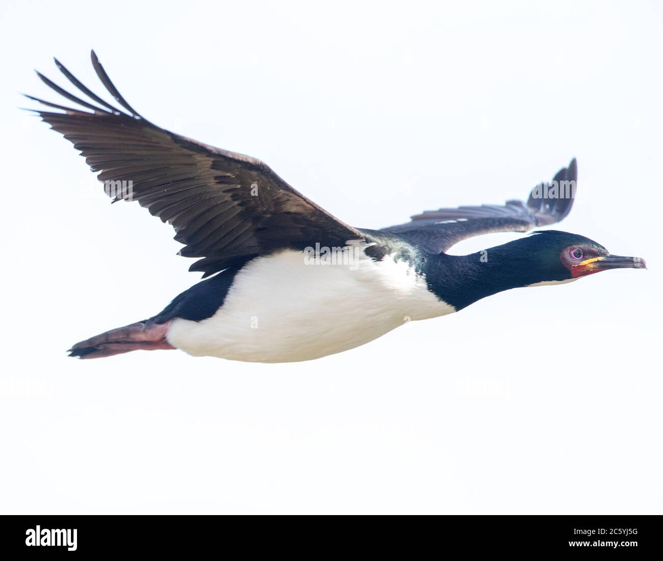 Adult Auckland Islands Shag (Leucocarbo colensoi) flying along the coast on Enderby Island, Auckland Islands in subantarctic New Zealand. Stock Photo
