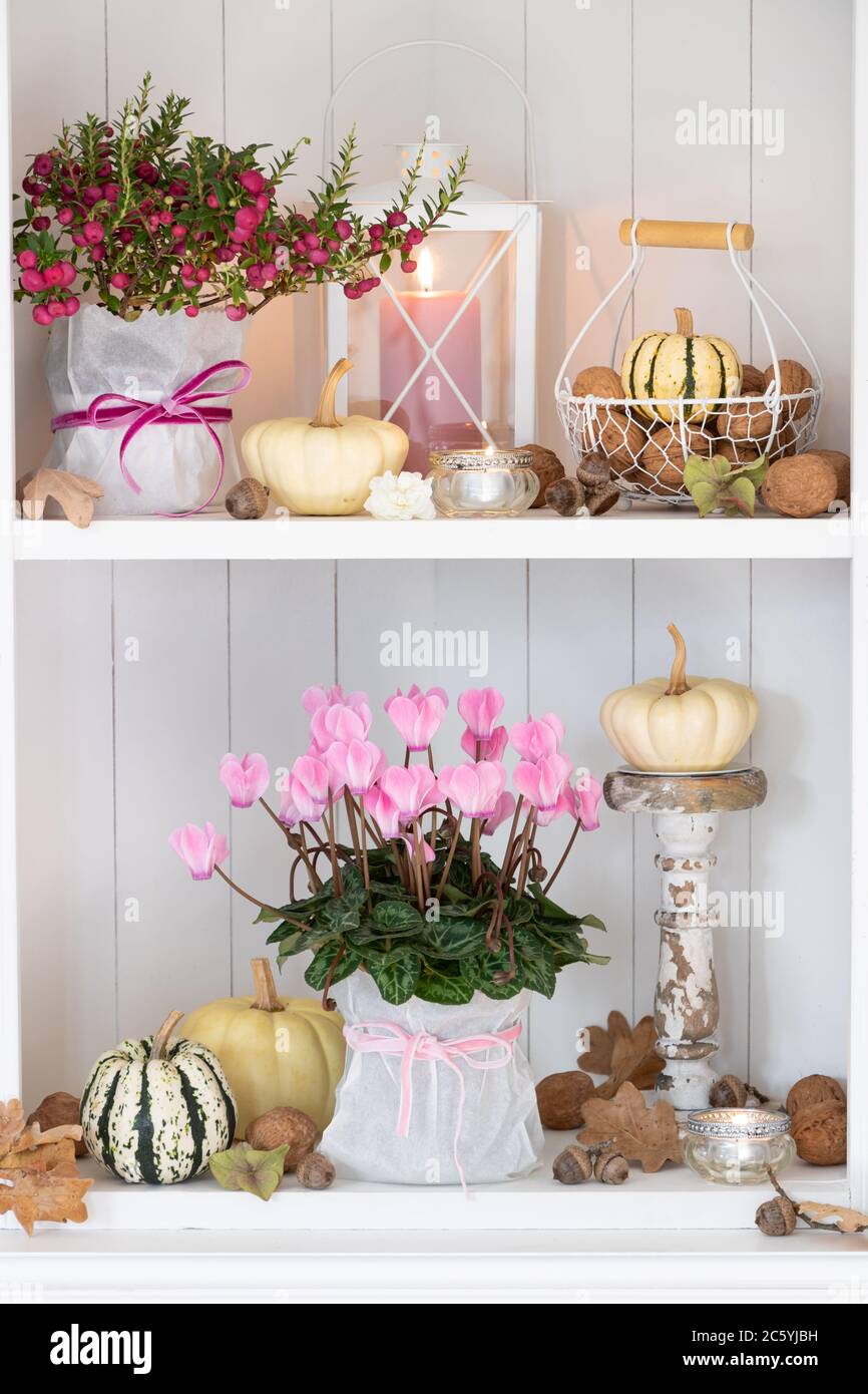 autumn decoration with pink cyclamen flower, white pumpkins and lantern Stock Photo