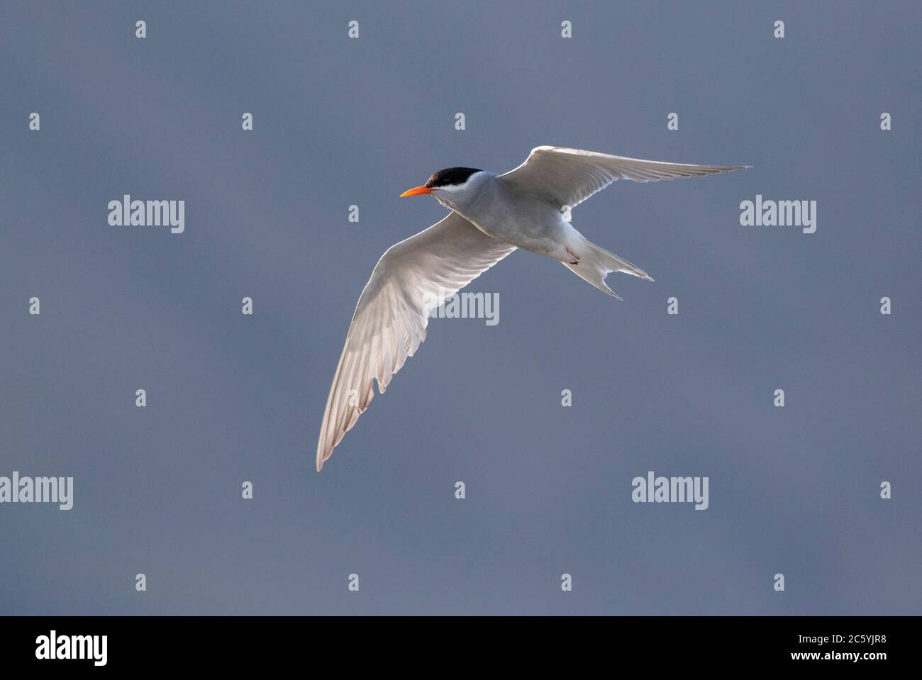 Black-fronted Tern (Chlidonias albostriatus) also known as Tarapiroe in Glentanner Park, South Island, New Zealand. Flying in front of a mountain slop Stock Photo