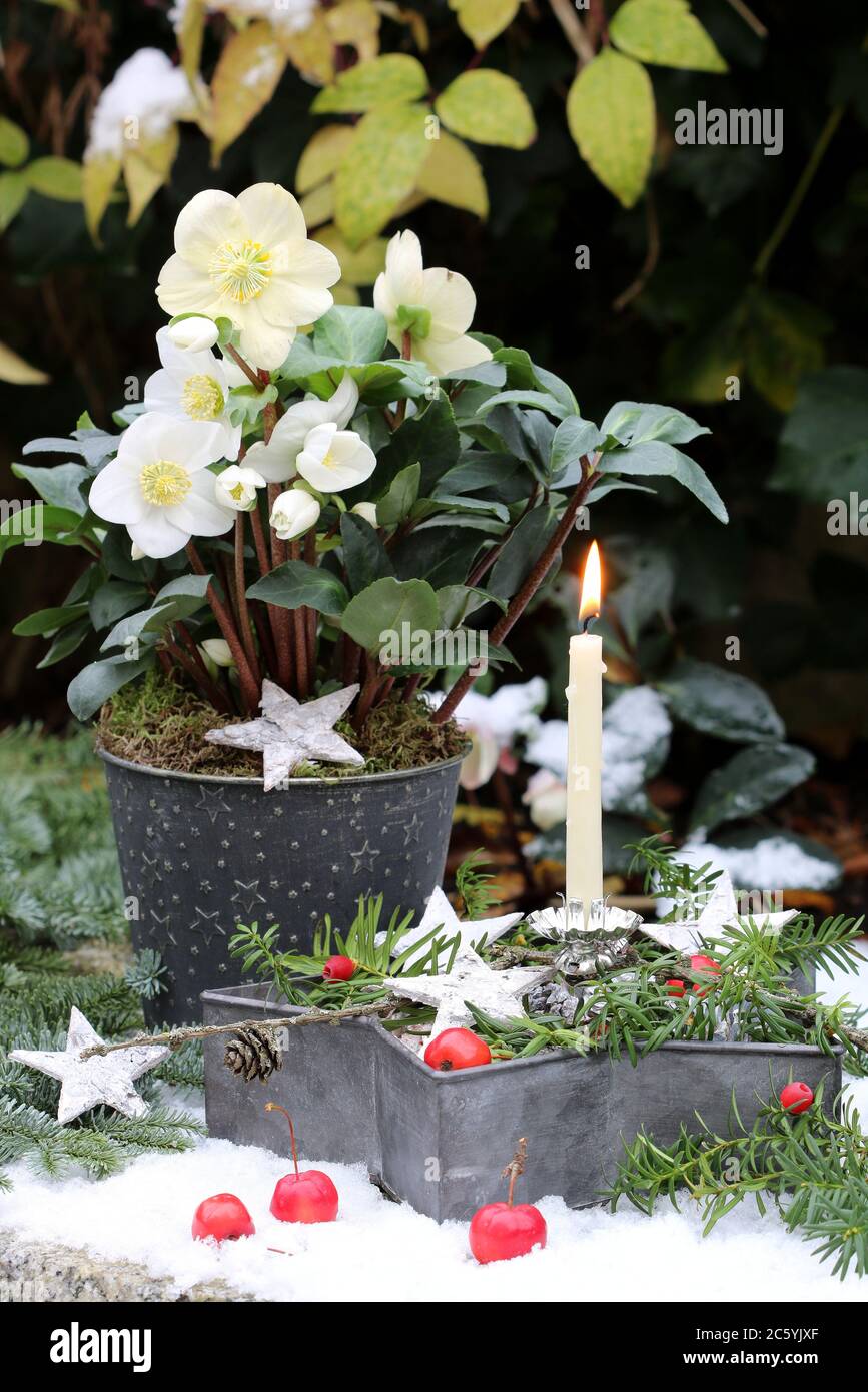 christmas garden decoration with helleborus niger and white candle Stock Photo