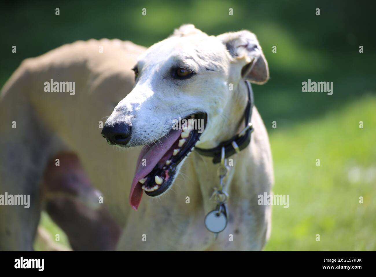 Galgo Espanol (Spanish Galgo) Stock Photo