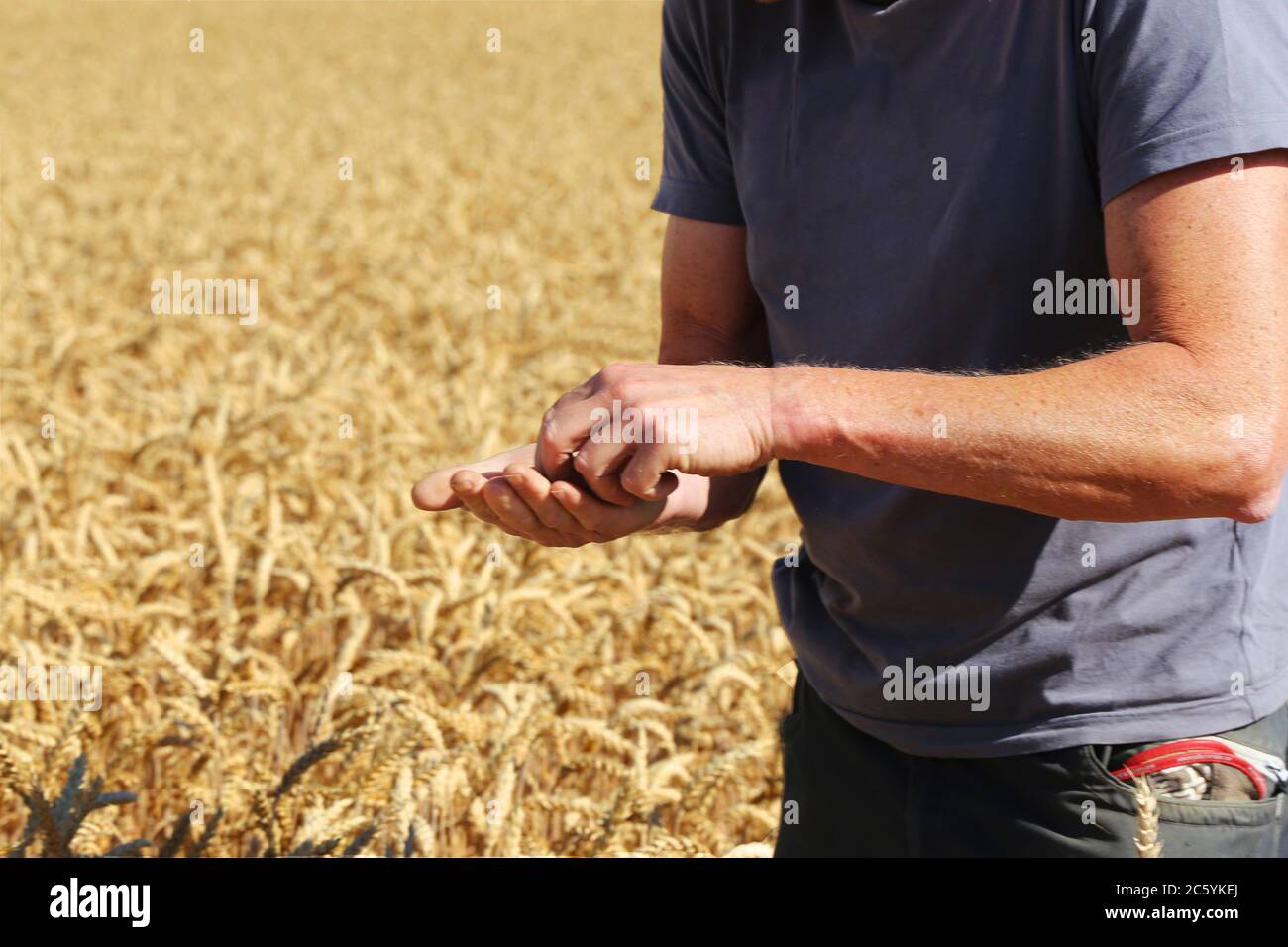 Landwirt prüft sein Getreide Stock Photo