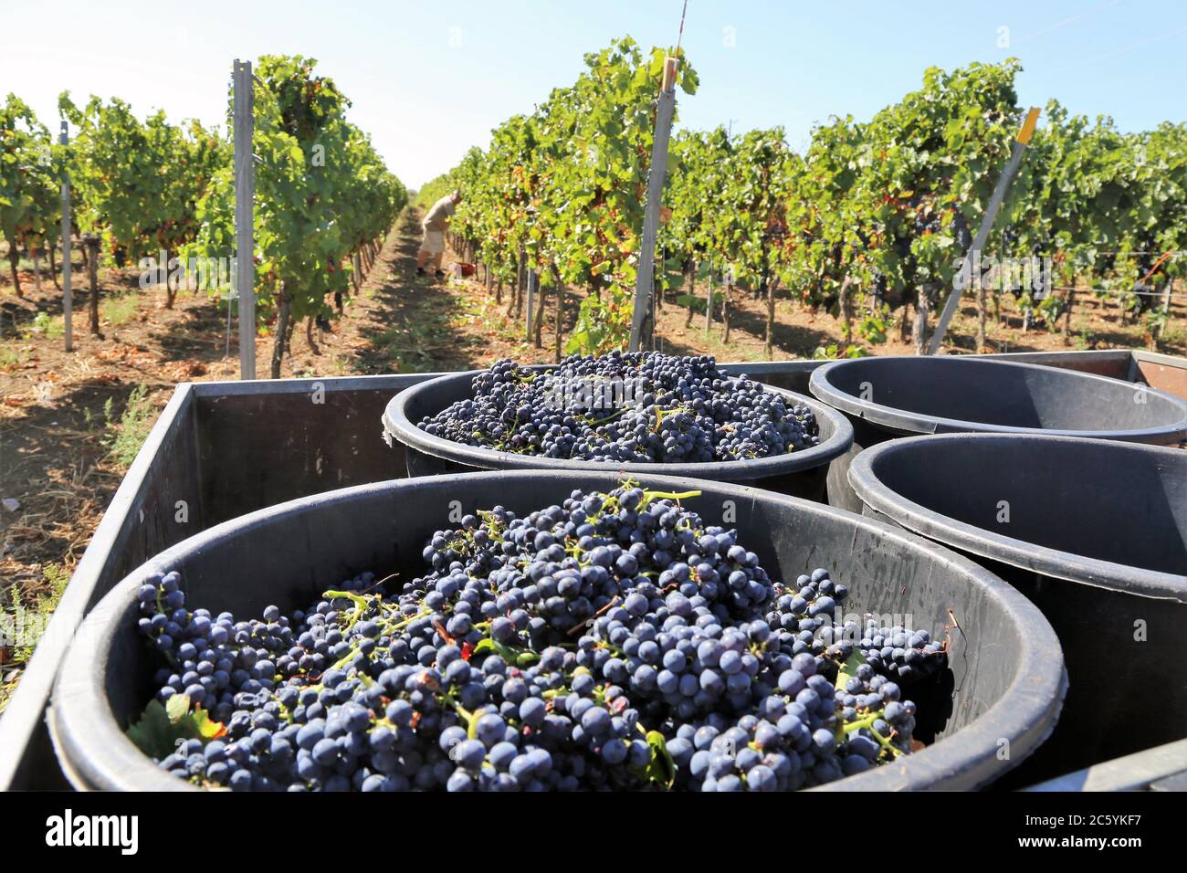 Производство виноградных вин. Виноградарство и виноделие. Виноградарство и винодельческая промышленность. Производство винограда. Вино сельское хозяйство.