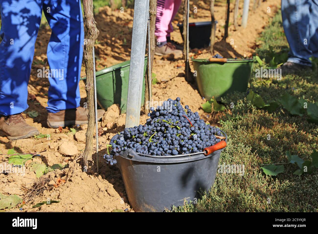 Manual harvest of Spätburgunder grapes in the Palatinate, Germany -Handlese von Spätburgunder Weintrauben in der Pfalz Stock Photo