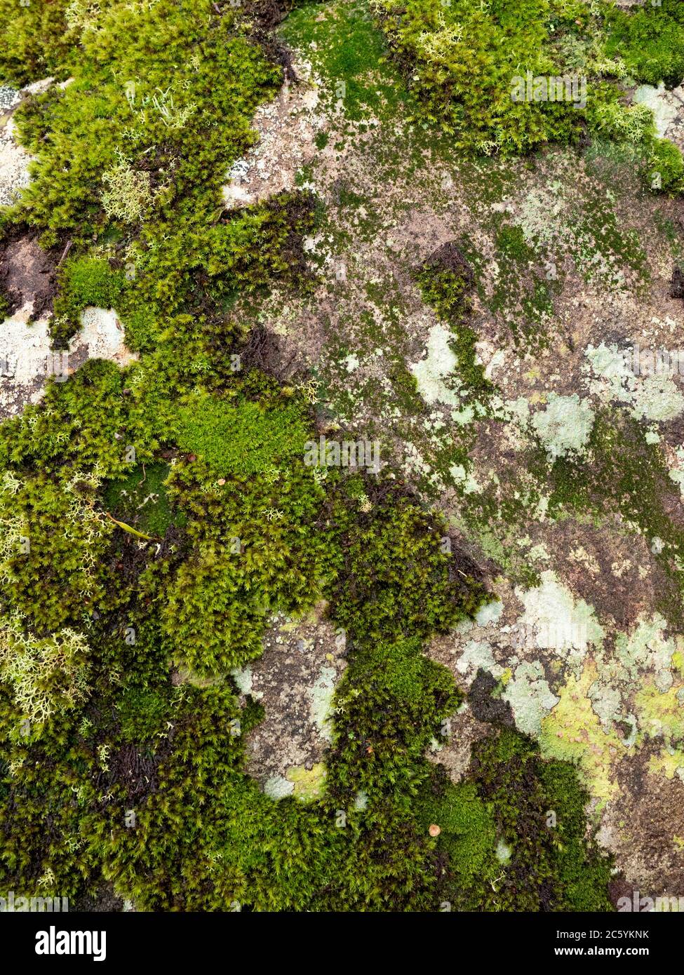 Moss and Lichen covered rock in the rainforest. Tarra Bulga National ...