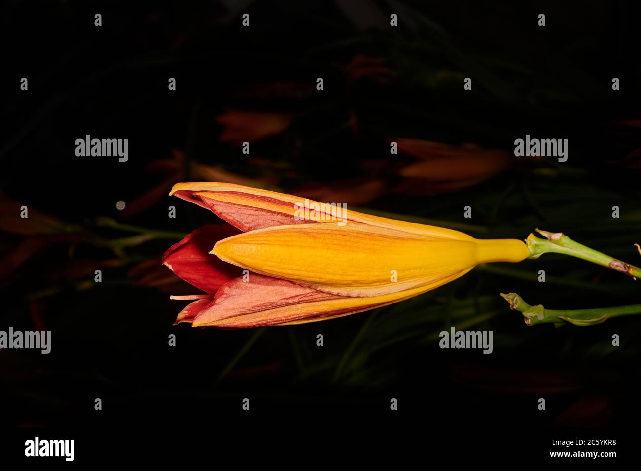 Orange daylily (hemerocallis stafford) caught in the sunlight Stock Photo