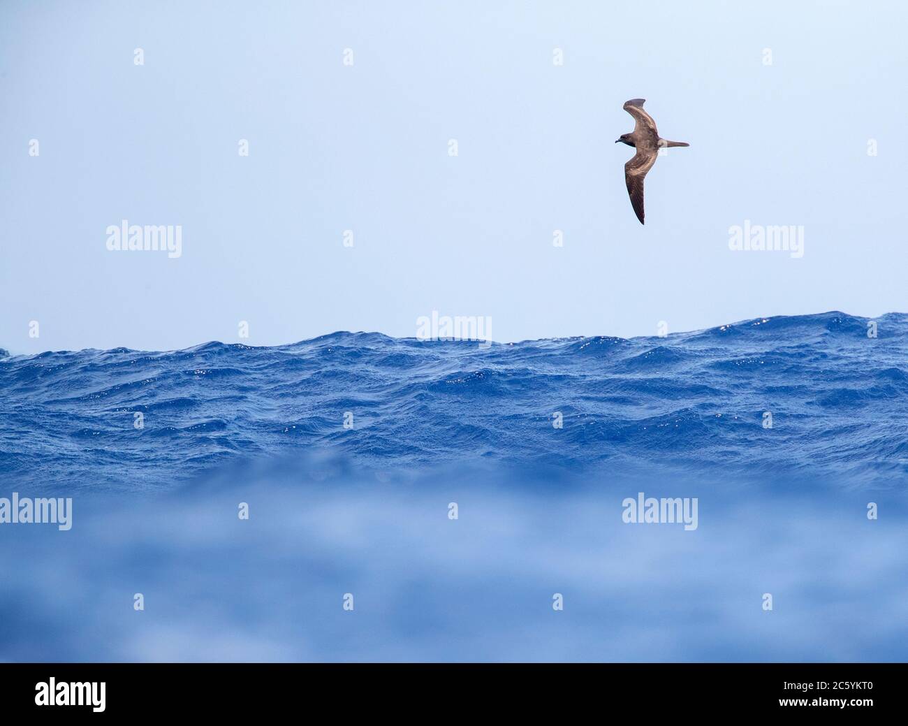 Bulwer's Petrel (Bulweria bulwerii) in flight over the atlantic ocean off Madeira. Seen from a distance, arcing high above the waves. Stock Photo