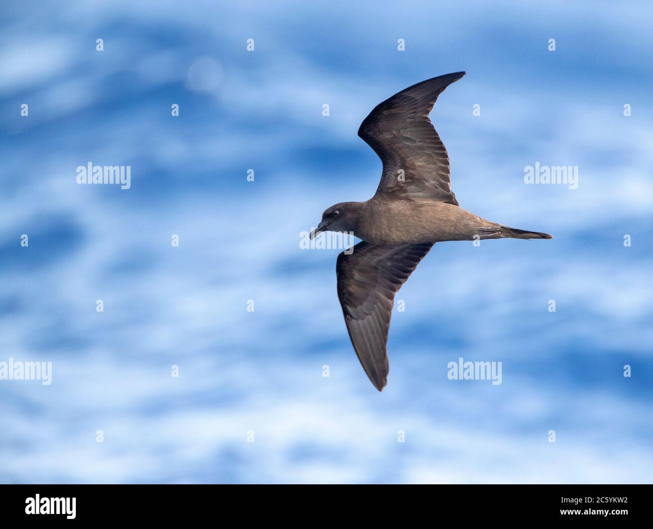 Bulwer's Petrel (Bulweria bulwerii) in flight over the Atlantic ocean off Madeira. Seen from the side, showing under wings. Stock Photo