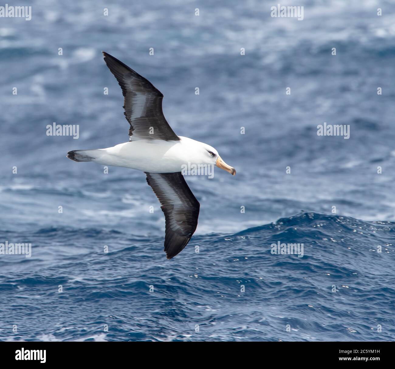Campbell Albatross (Thalassarche impavida), also known as Campbell Mollymawk, in flight above the southern Pacific ocean of New Zealand. Stock Photo
