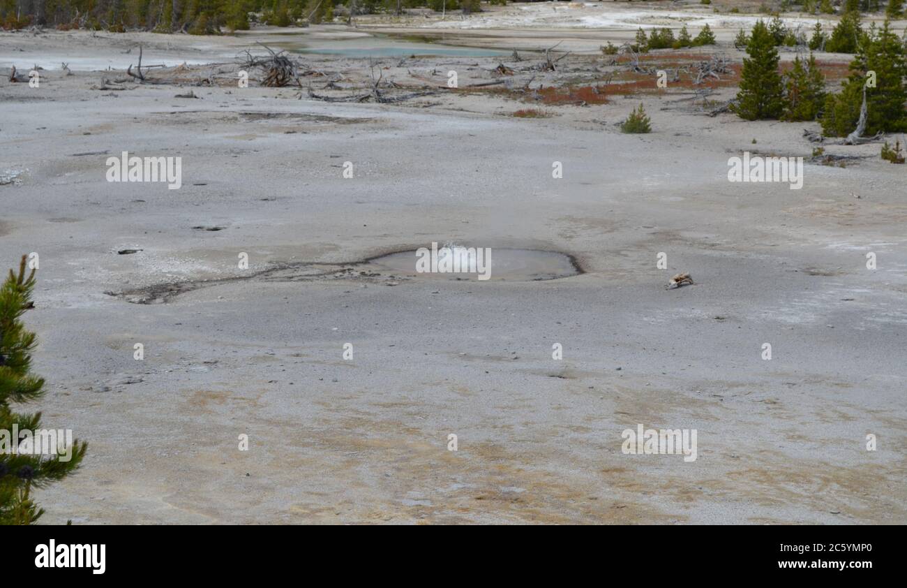 Late Spring in Yellowstone National Park: Orby Geyser Spouts with Blue Opalescent Springs Beyond in the Back Basin Area of Norris Geyser Basin Stock Photo
