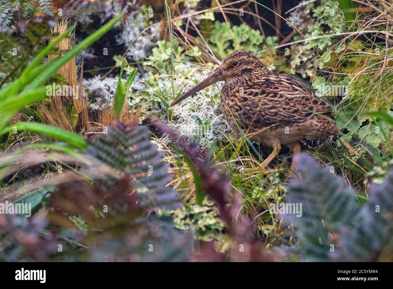 Campbell Island Subantarctic Snipe (Coenocorypha aucklandica perseverance) standing on the ground at Perseverance Harbour on Campbell Island. Standing Stock Photo