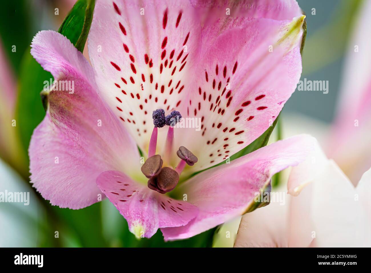 Light Pink Alstroemerias - Peruvian Lily flower Stock Photo