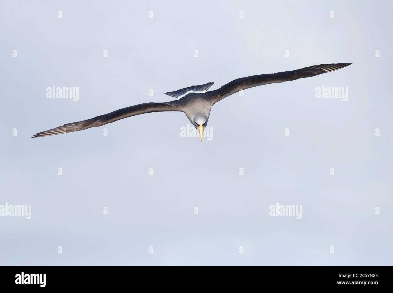 Adult Chatham Albatross (Thalassarche eremita) in flight off Chatham