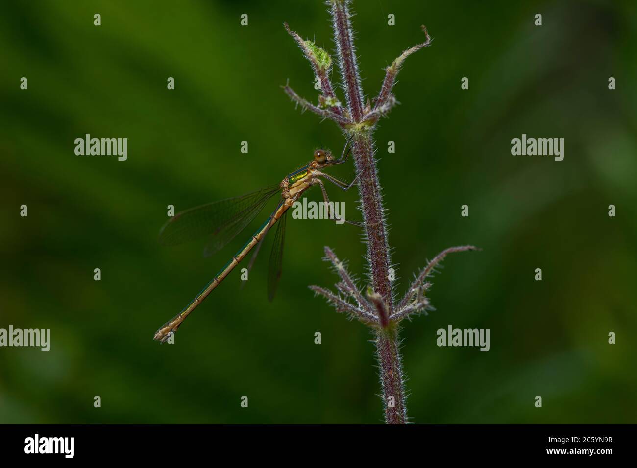 Emerald damselfly (Lestes sponsa), female at rest on vegetation ...