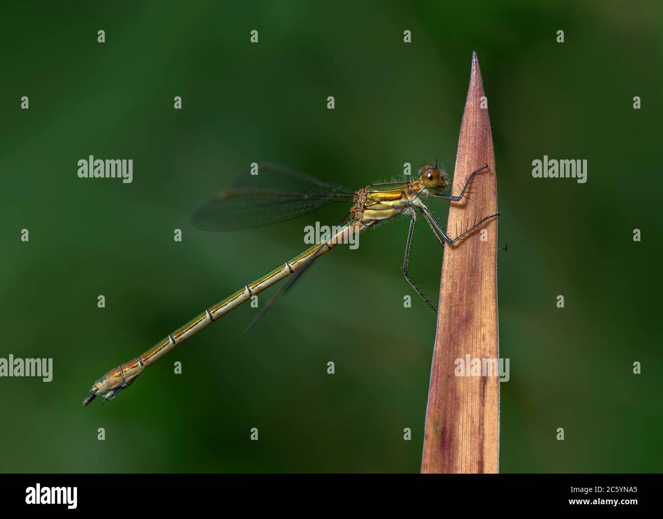 Emerald damselfly (Lestes sponsa), female at rest on vegetation ...
