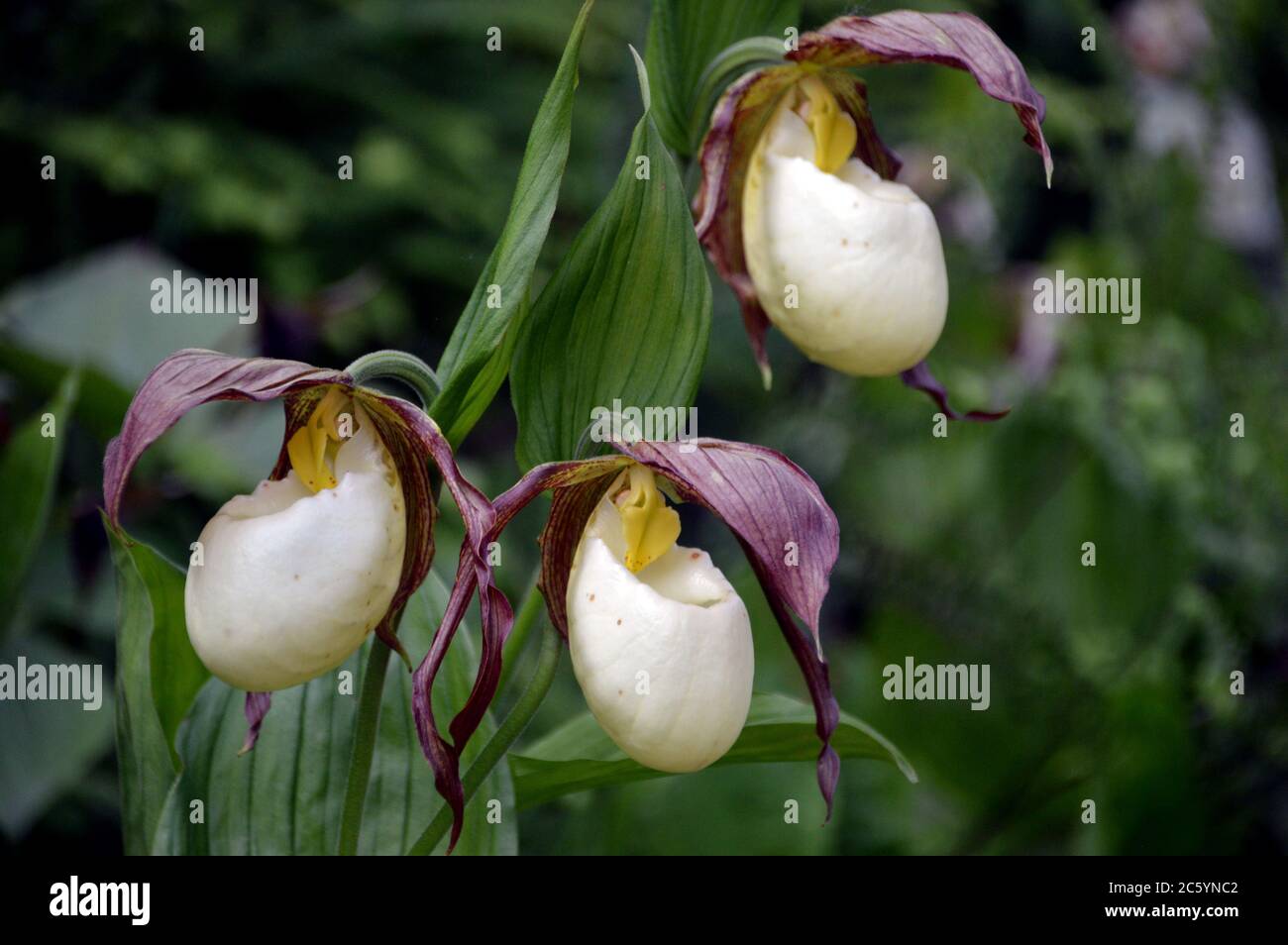 Kentucky lady slipper sale