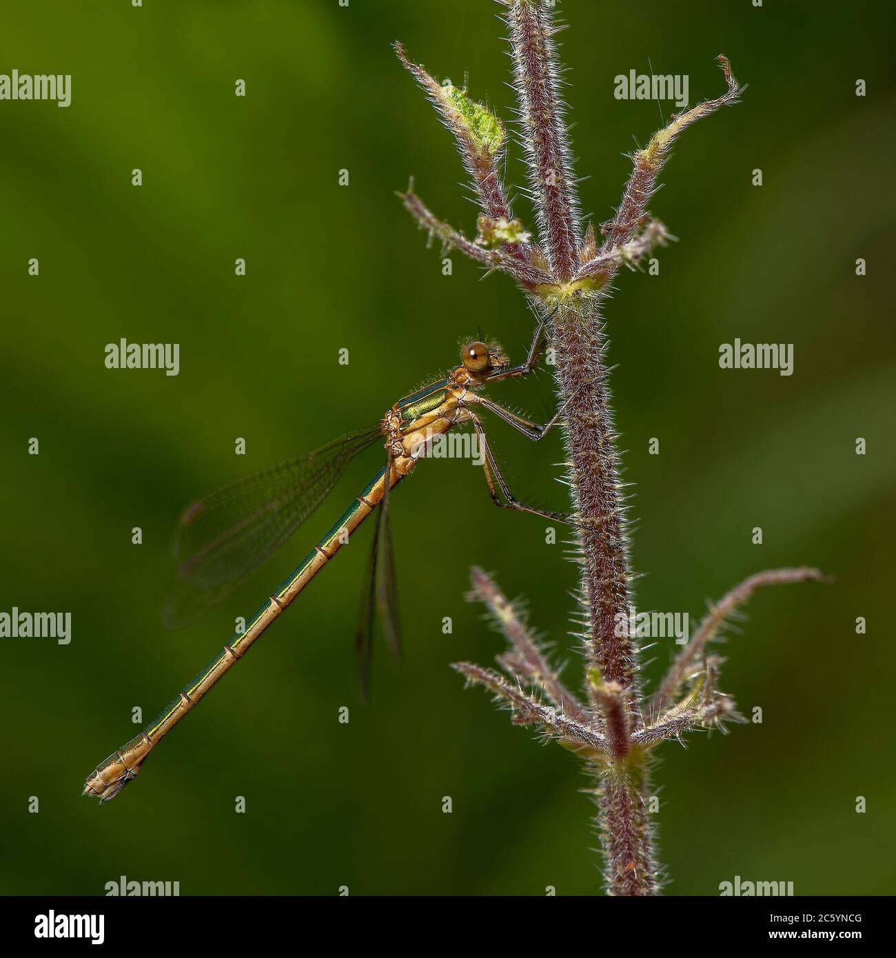 Emerald damselfly (Lestes sponsa), female at rest on vegetation ...
