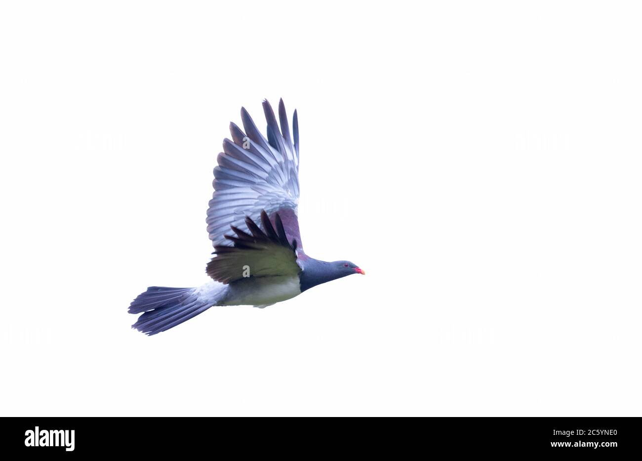 Flying Chatham Pigeon (Hemiphaga chathamensis) in remnant forested valley on main Chatham Island, New Zealand. Stock Photo