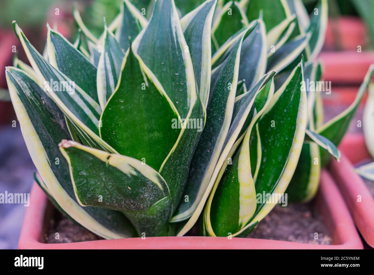 Sansevieria plant in a pot Stock Photo