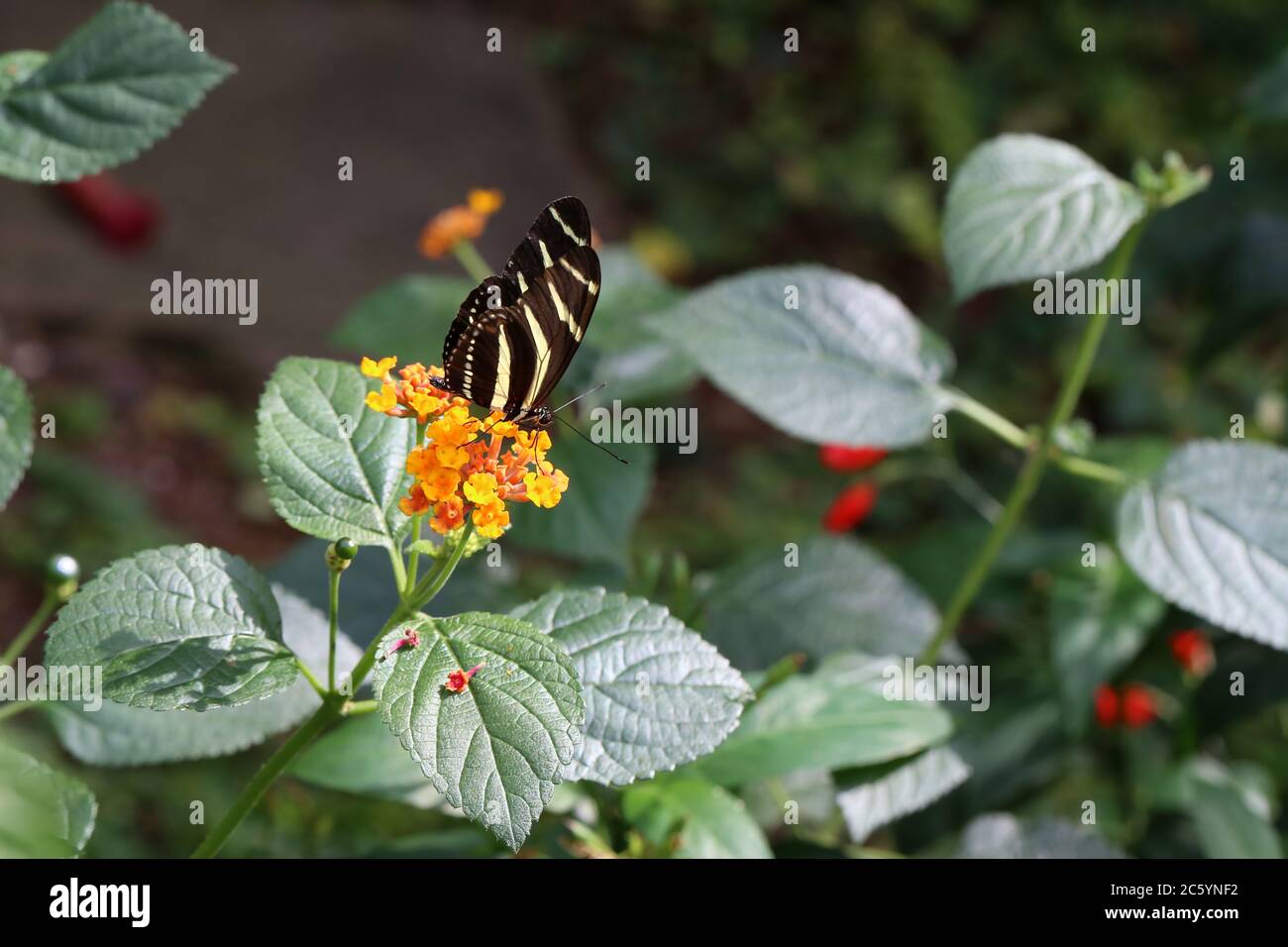Beautiful butterfly sitting on flower in garden Stock Photo - Alamy