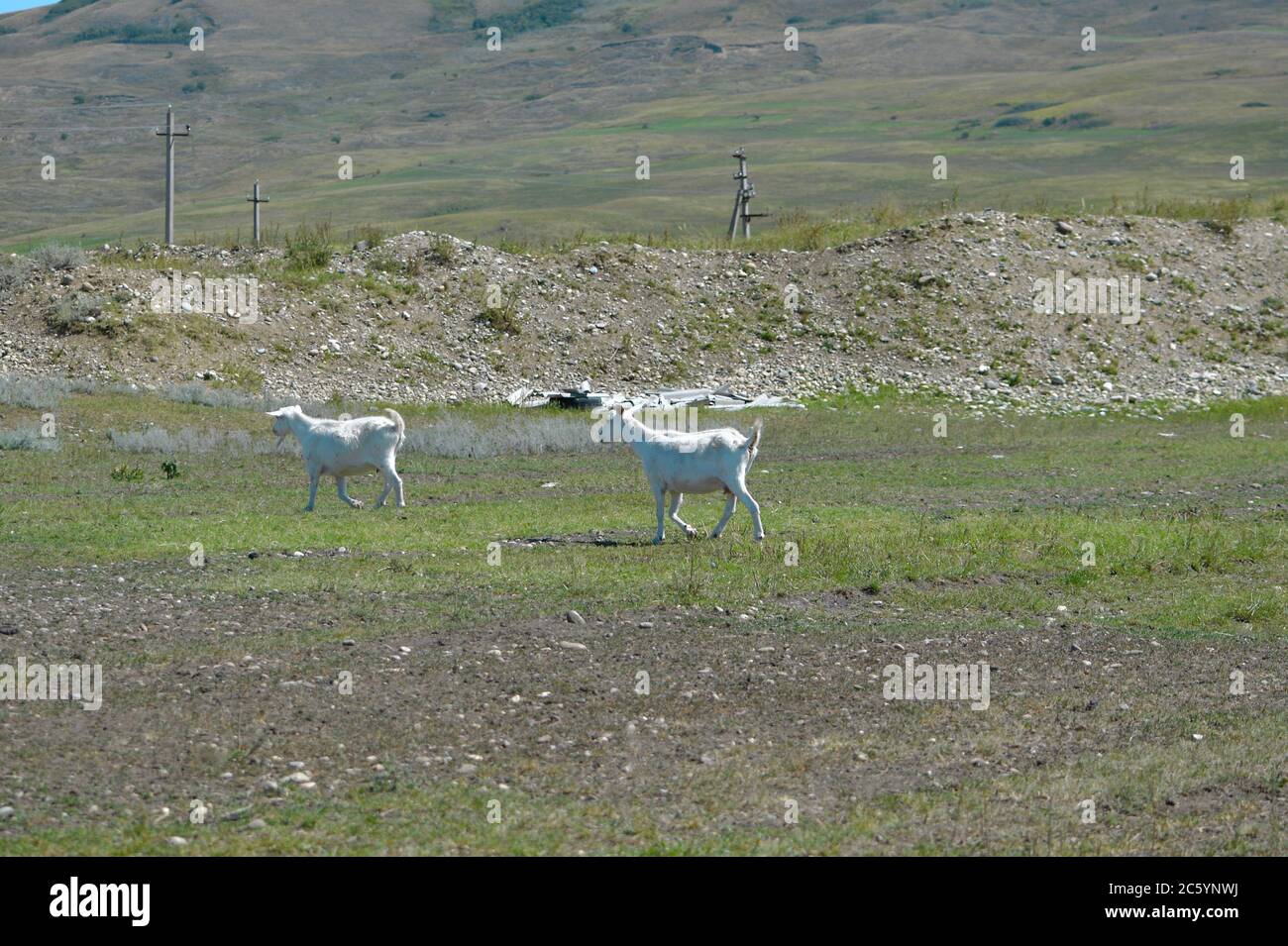 Two running white goats in the pasture. Stock Photo
