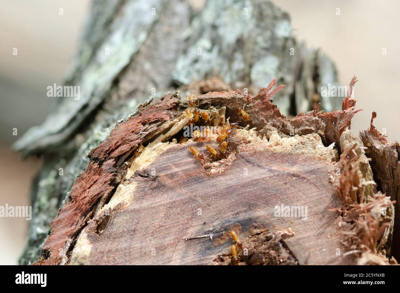 Termites In A Garden Log Close Up Of A Colony Of Termites Eating A