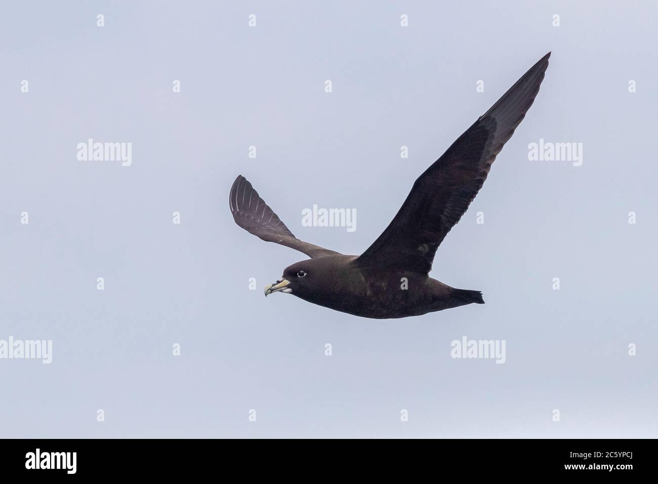 White-chinned Petrel (Procellaria aequinoctialis), side view of an adult in flight, Western Cape, South Afica Stock Photo