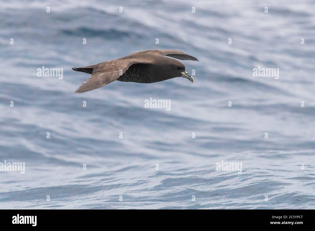 White-chinned Petrel (Procellaria aequinoctialis), side view of an individual in flight, Western Cape, South Afica Stock Photo