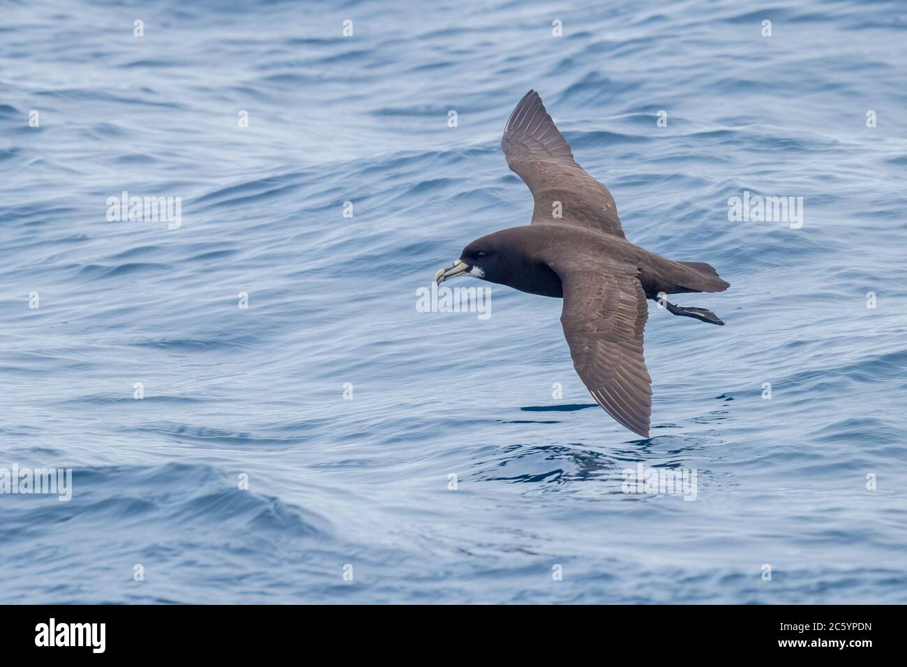 White-chinned Petrel (Procellaria aequinoctialis), side view of an individual in flight, Western Cape, South Afica Stock Photo