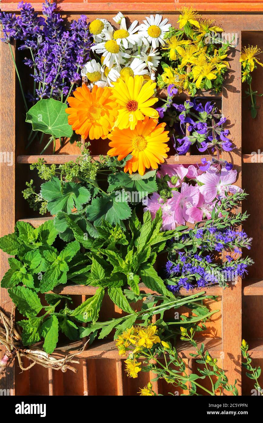 Medical plants in an old letter case Stock Photo