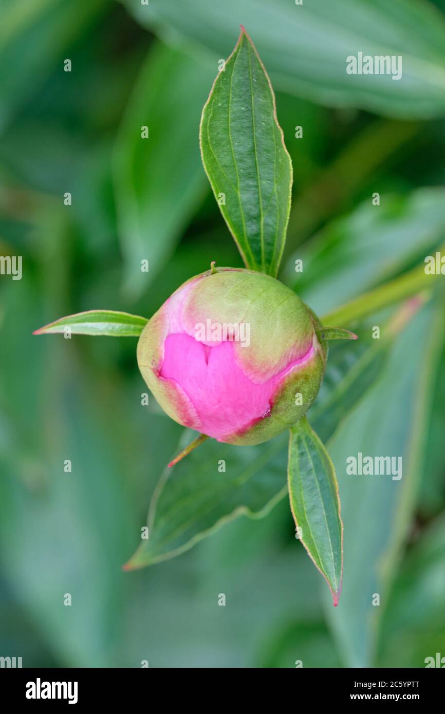 Pink peonies in the bud. Pink peony macro photo. Burgundy peony flower. Closeup of pink peonies in the garden, peony flower. Selective focus. Shallow Stock Photo