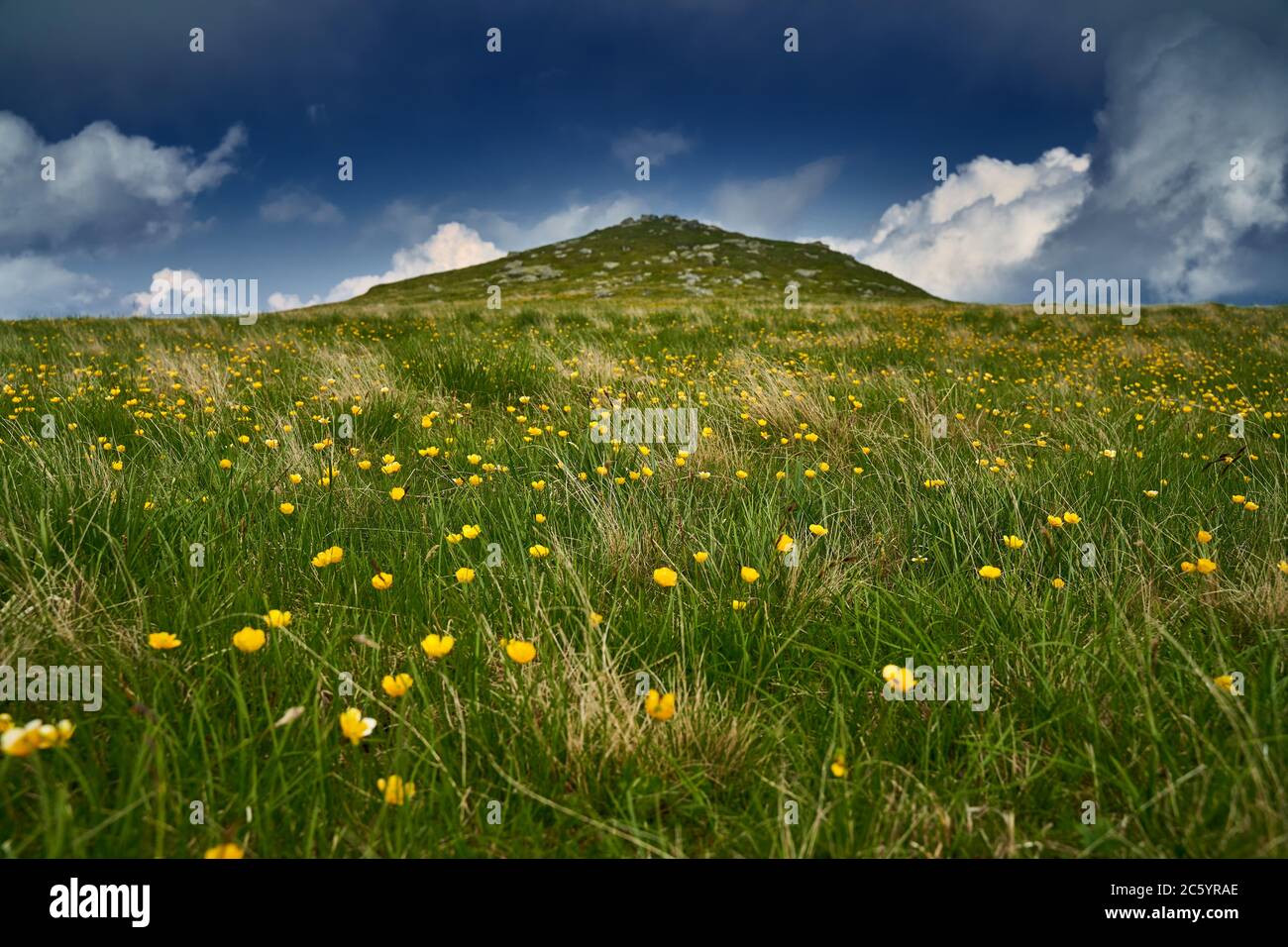 Landscape with celandine flowers on a mountain range Stock Photo