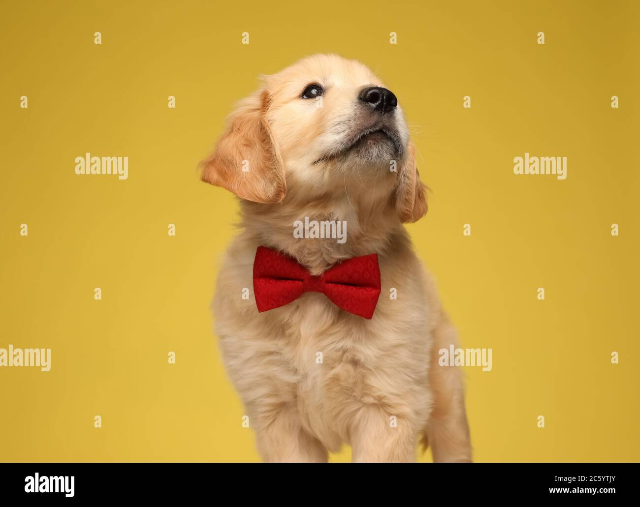 adorable labrador retriever puppy wearing red bowtie and looking up on ...