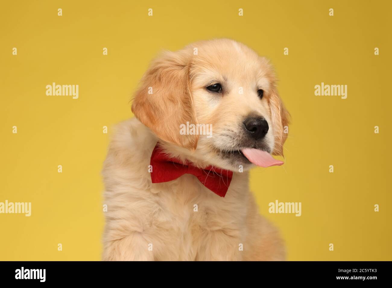 cute labrador retriever dog looking to side and panting, wearing red ...
