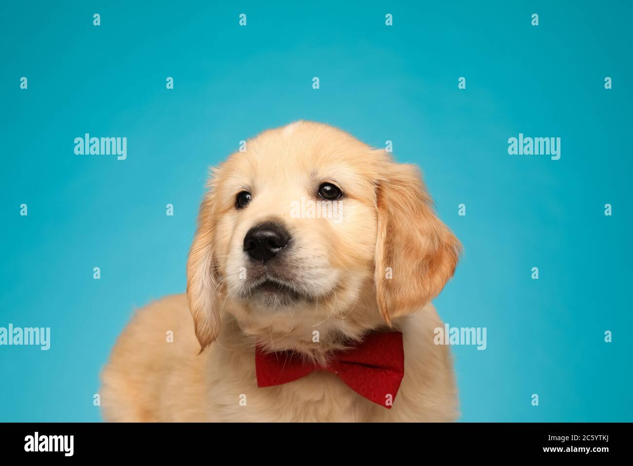 cute labrador retriever puppy wearing bowtie and looking up on blue ...