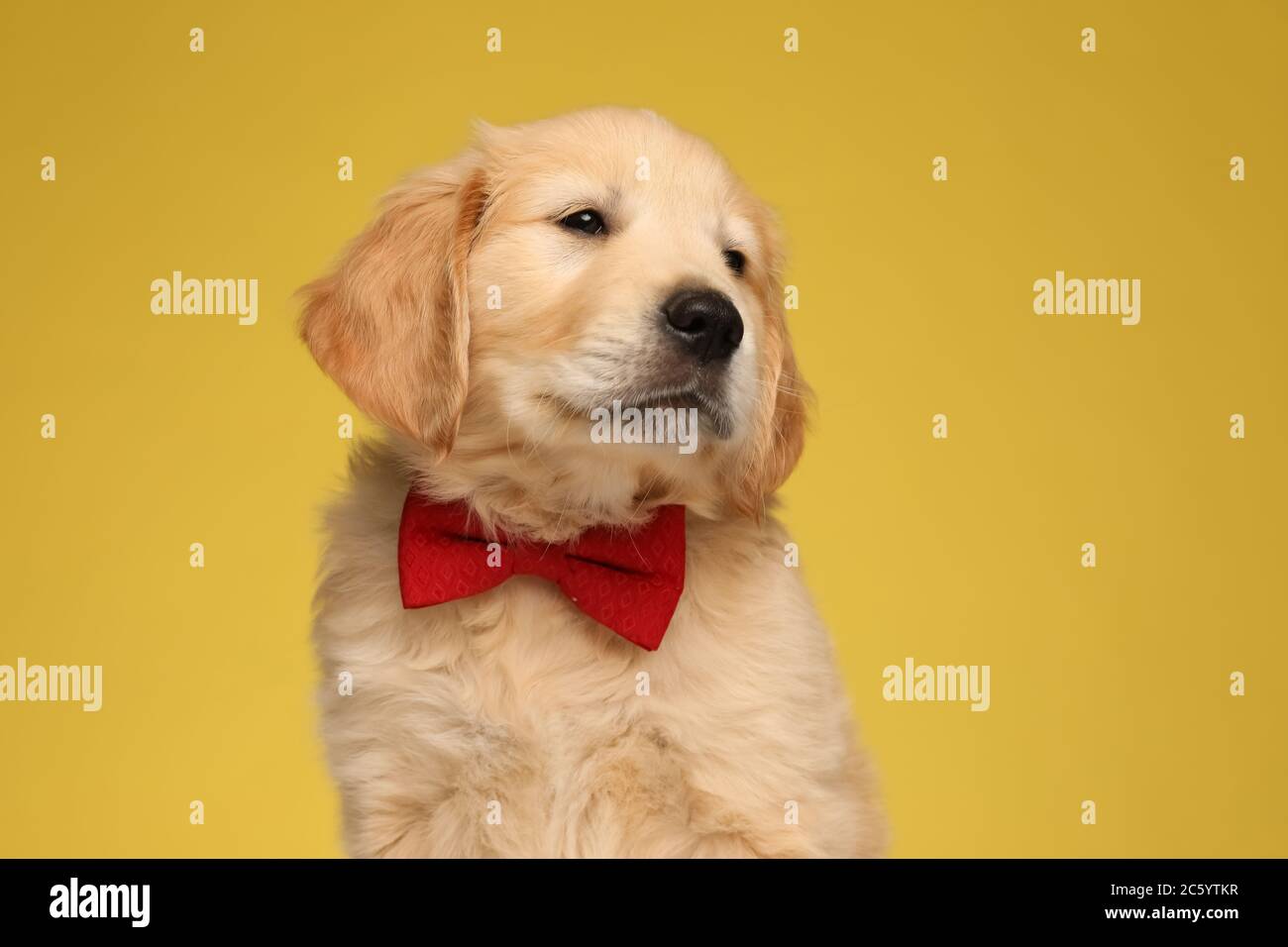 adorable labrador retriever dog wearing red bowtie and looking to side ...