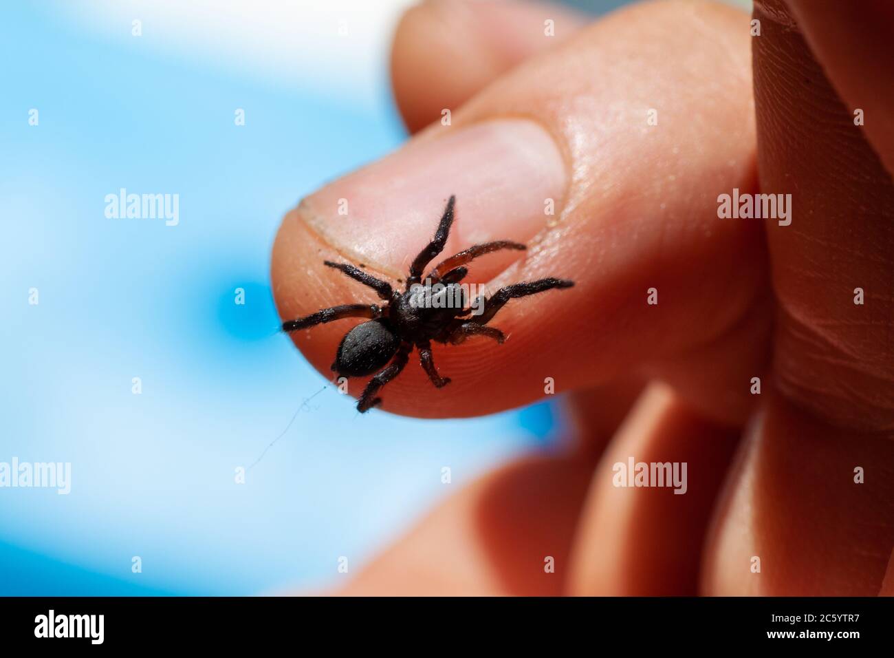 a small poisonous spider on the arm of a man bites the skin injects ...