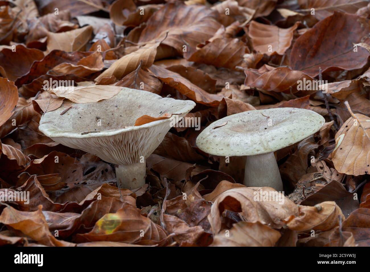 Inedible mushroom Lactarius blennius in the beech forest. Known as Slimy Milkcap or Beech Milkcap. Wild mushroom in the leaves. Stock Photo