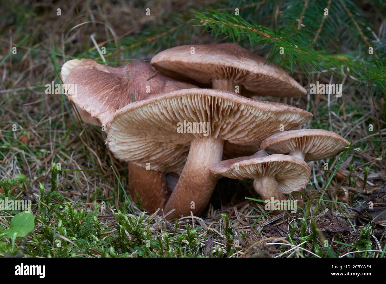 Inedible mushroom Tricholoma vaccinum in the spruce forest. Known as russet scaly tricholoma, the scaly knight, or the fuzztop. Stock Photo