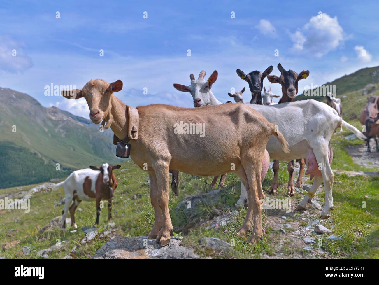 group of goats of alpine flock in the high mountain looking camera ...