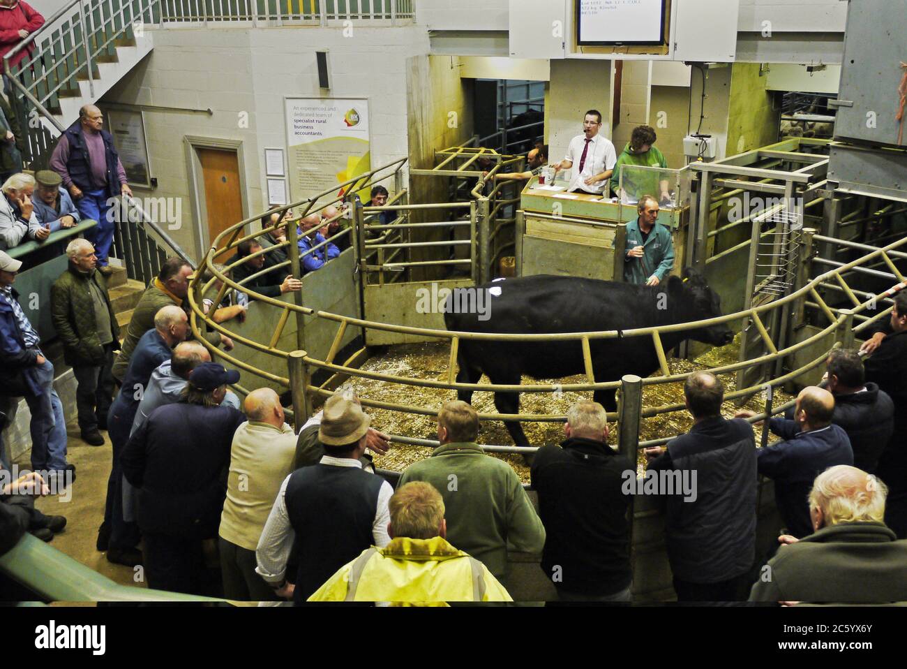 Cattle Auction High Resolution Stock Photography and Images - Alamy