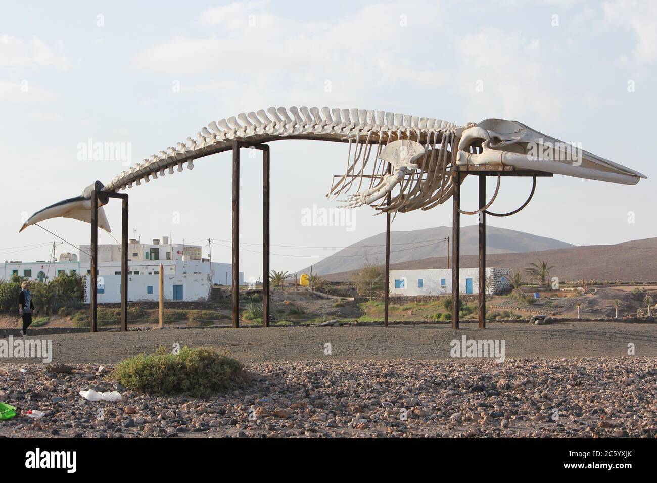 Skeleton of Finback Whale at Salinas del Carmen near Caleta del Fuste, Fuerteventura, Spain Stock Photo
