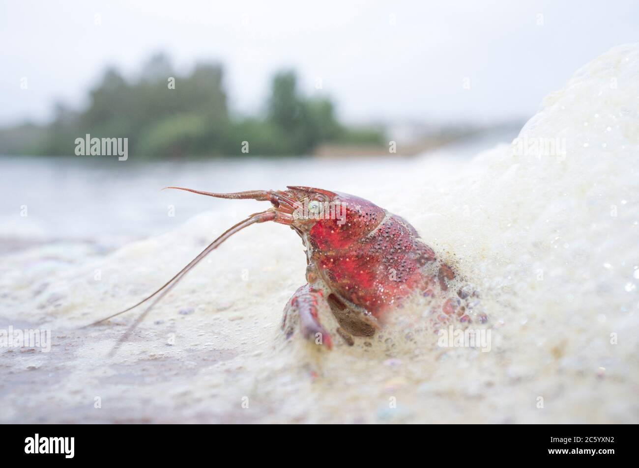 Crawfish full of foam at polluted river. Selective focus. Stock Photo