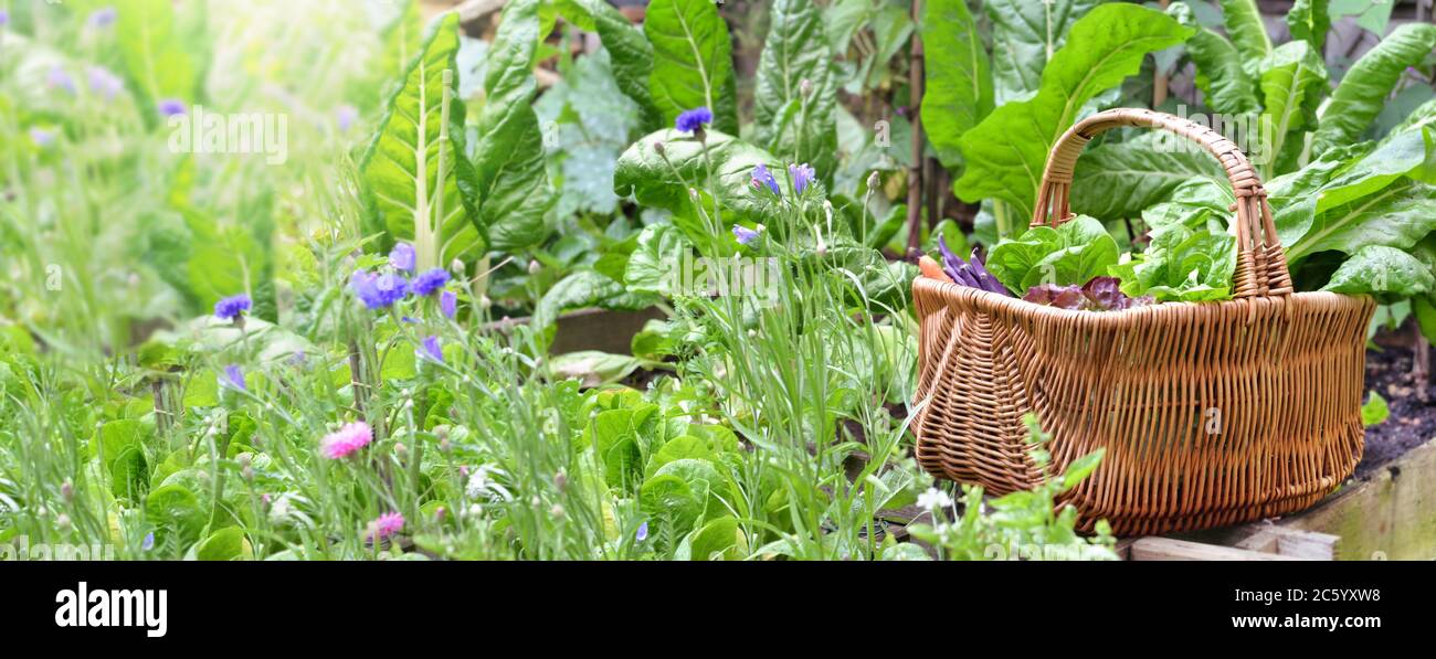 fresh vegetables in a wicker basket among green leaf and flowers in a ...