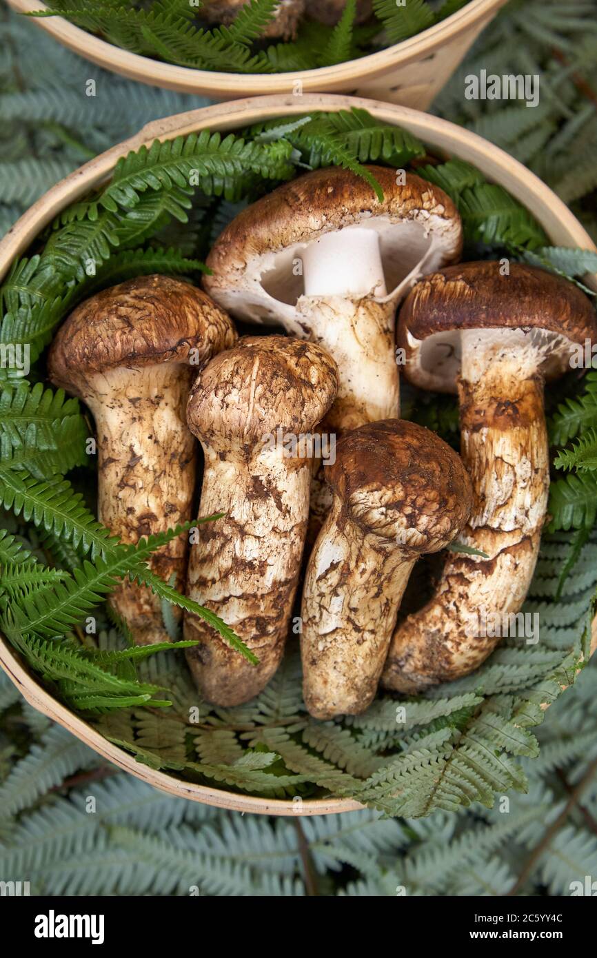 The basket with domestic matsutake mushrooms (pine mushroom) spread on