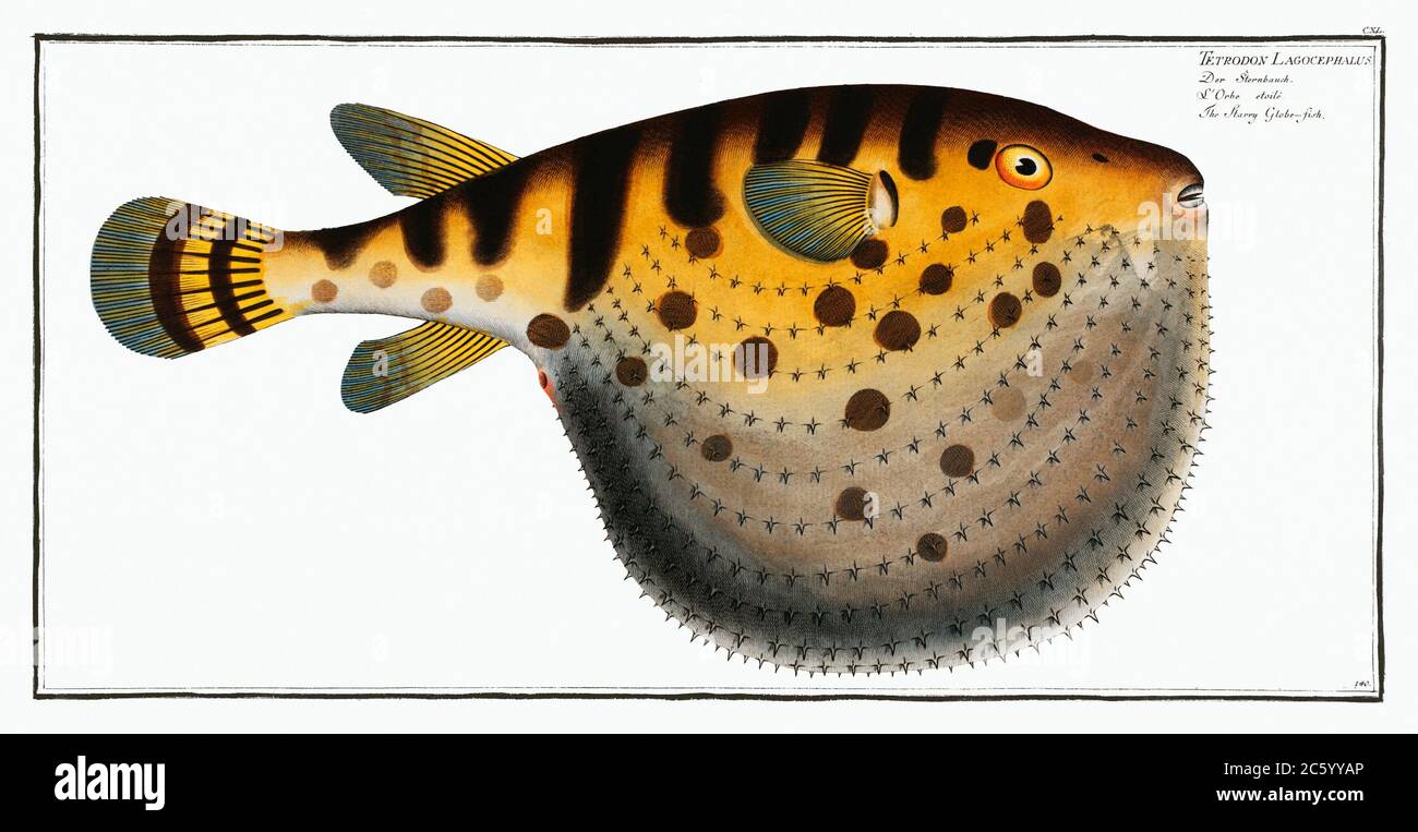 Starry Globe-fish (Tetrodon Lagocephalus) from Ichtylogie, ou Histoire naturelle gnerale et particulire des poisso.jpg - 2C5YYAP Stock Photo