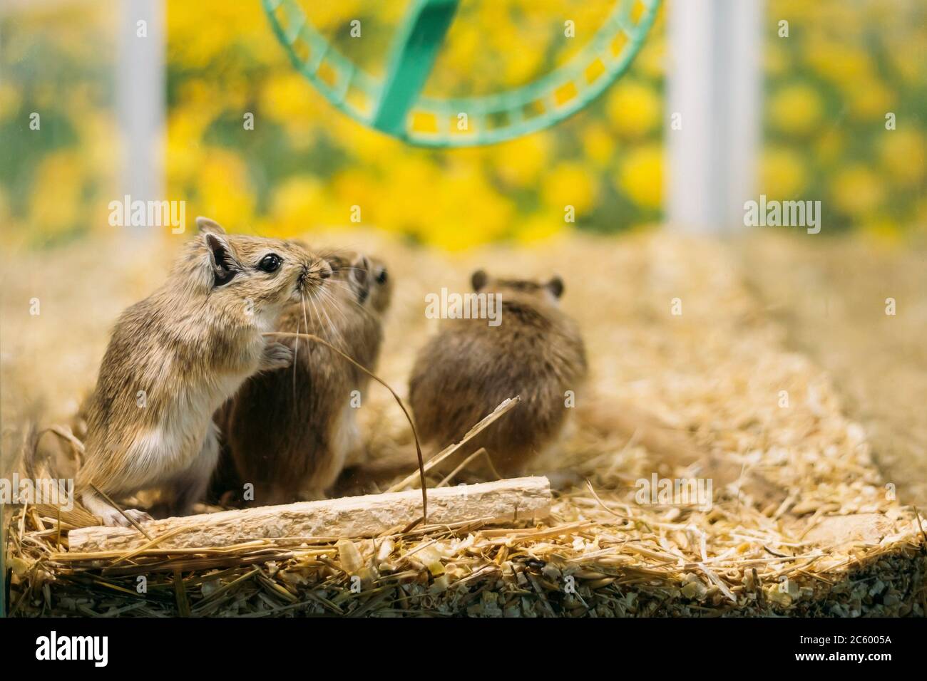 Meriones unguiculatus, the Mongolian jird or Mongolian gerbil is a rodent belonging to subfamily Gerbillinae. Stock Photo