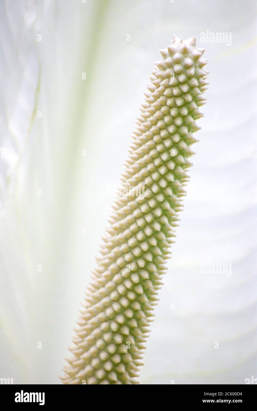 The rod-shaped inflorescence of an Arum from the Arum family. Stock Photo