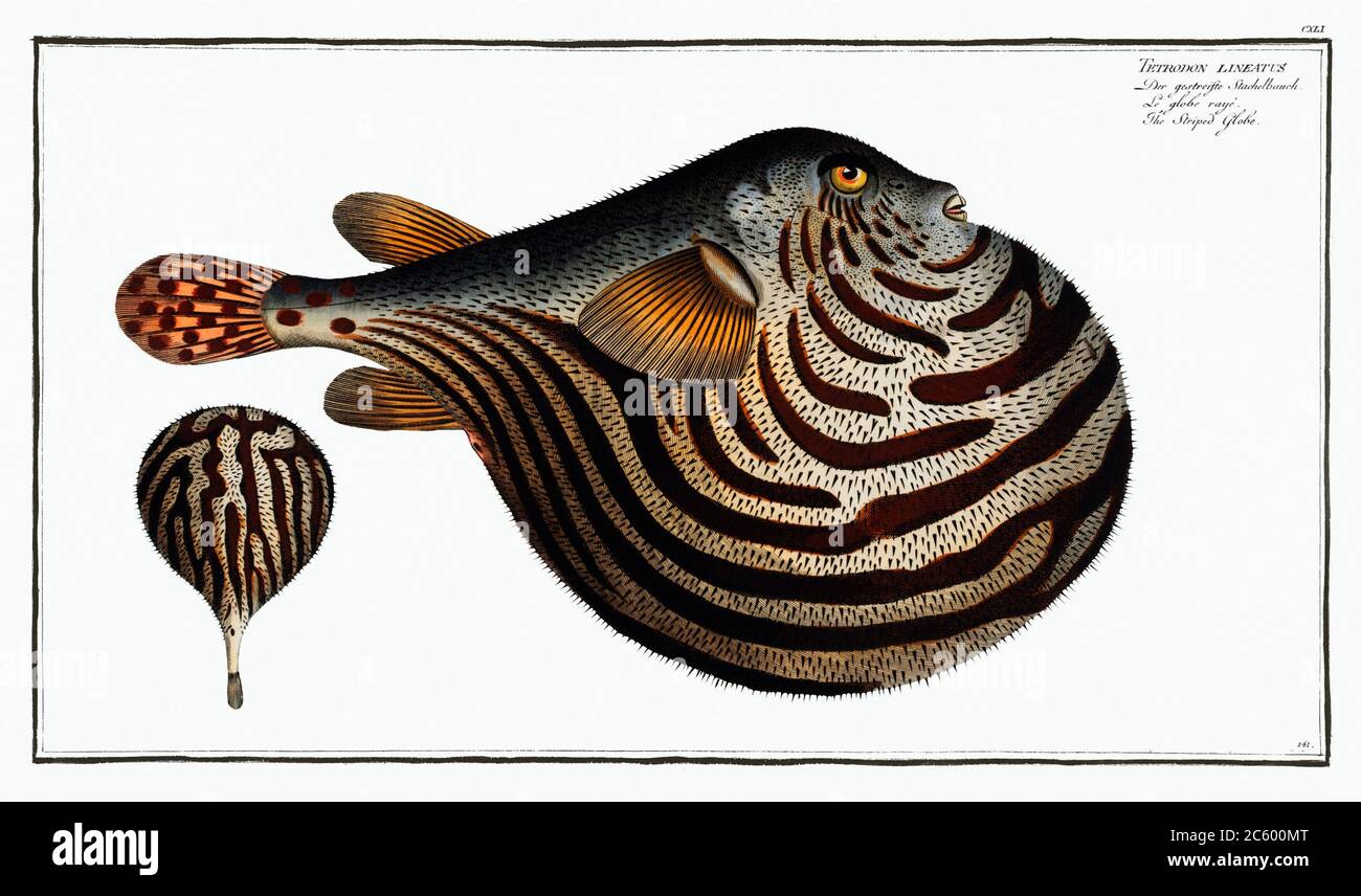 Striped Globe (Tetrodon leneatus) from Ichtylogie, or Natural History General and Particular of Fishes (17851797) .jpg - 2C600MT Stock Photo